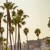 California palm trees.